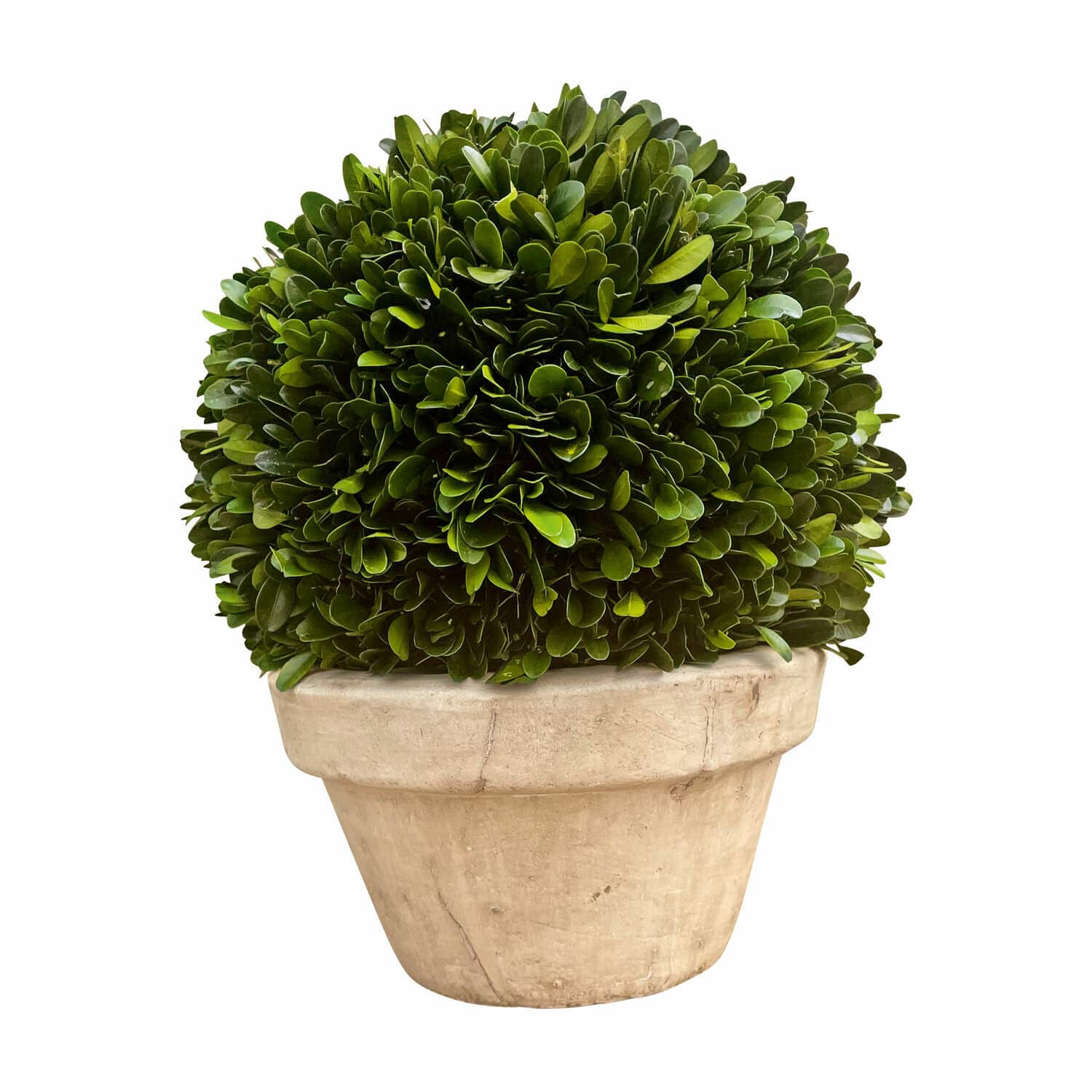 Decoratieve potplant Pierry