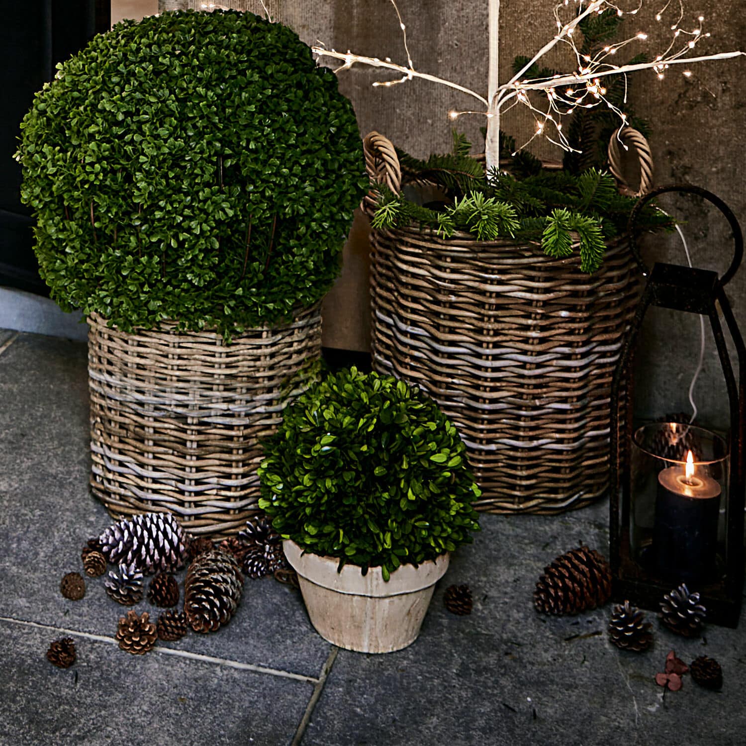 Decoratieve potplant Pierry