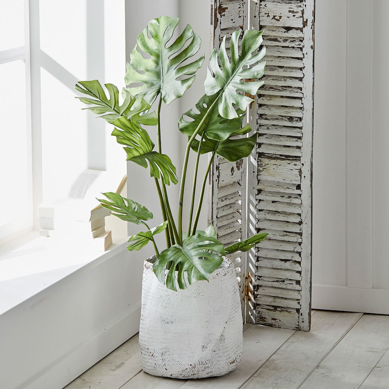 Sierplant Monstera