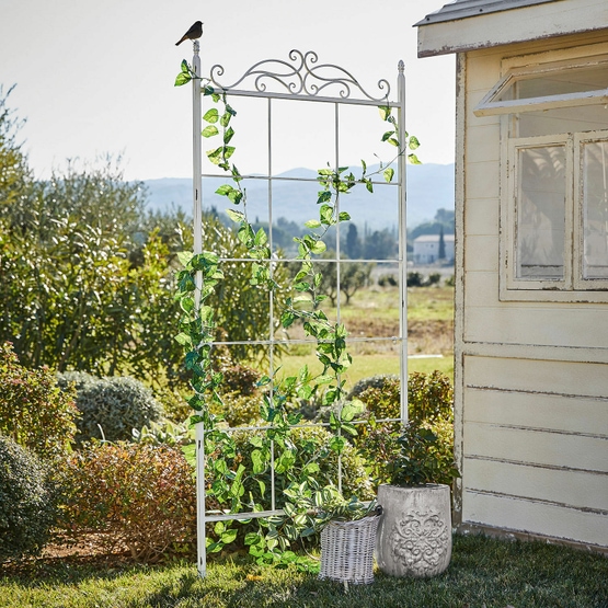 Klimplantenrek Haigslea antiekwit